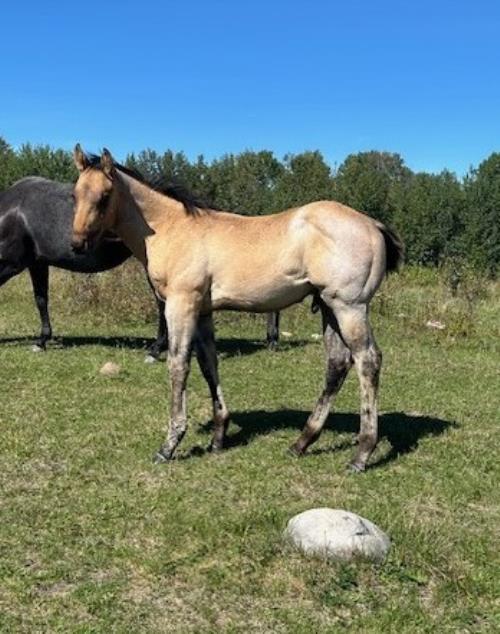 #11 Name Pending - 14 May 25, AQHA, Dun Roan , Colt (Command Bars Hancock) X (Decks Good Hawkeye)